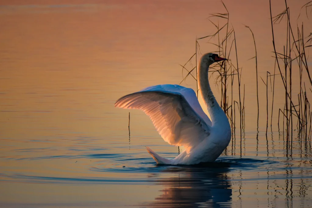 A tó ékköve – Balaton – Fotó: Fekete Nimród