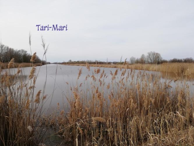 Mámai-Gyovai Holt-Tisza